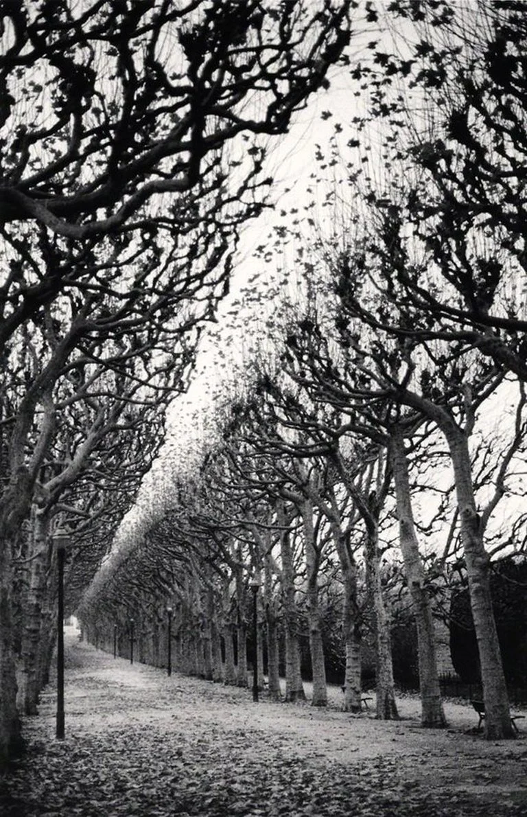 Michael Kenna: Jardin des Plantes, Study 1, Paris, France, 1988